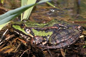 water_frog_2024_05.JPG