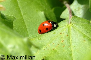 ladybug_7_2024_02.JPG