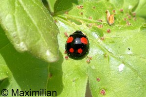 ladybug_asian_2024_01.JPG
