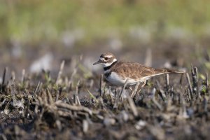 Killdeer 2.jpg