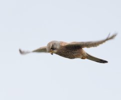309A4539-DxO_Kestrel_Hovering_500s_wings_blurred-ls-ts.jpeg
