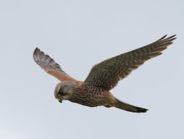 309A4634-DxO_Kestrel_hovering-3200s_closer.jpg