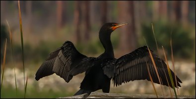 Double Crested Cormorant.jpg