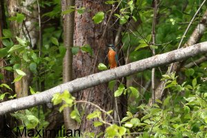 kingfisher_2024_05.JPG
