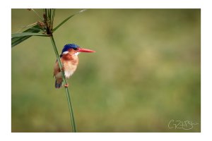 malachite kingfisher.jpg