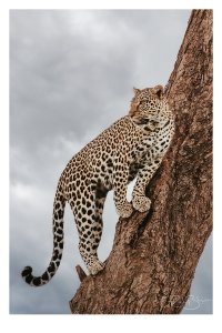 leopard.jpg