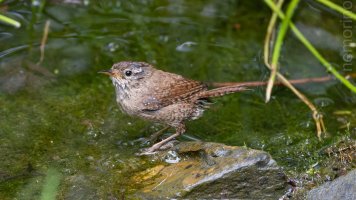 wren in the pond.jpg