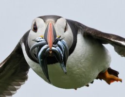 309A3913-DxO_Puffin_flying_with_sandeels_face_on_vg+mc-ls-m_crop.jpeg
