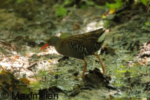 water_rail_2024_03.JPG