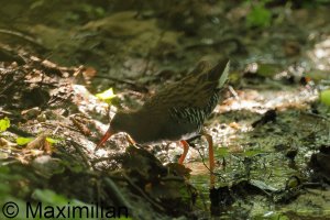 water_rail_2024_04.JPG