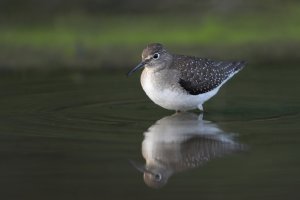 Solitary Sandpiper 1.jpg