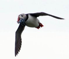 3R3A9505-DxO_Puffin+sandeels_flying-ts.jpeg