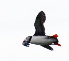 3R3A9509-DxO_Puffin+sandeels_flying_ts.jpeg