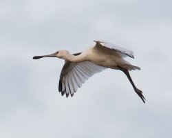 3Q7A1374-DxO_spoonbill_flying.jpg
