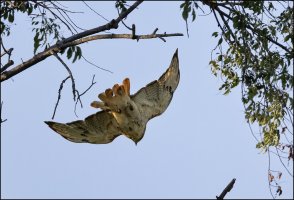Hawk Flight.jpg