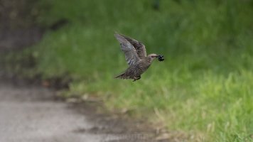 immarture starling_04.jpg