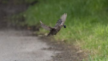 immarture starling_03.jpg