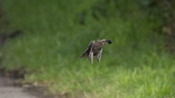 immarture starling_02.jpg