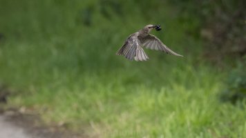 immarture starling.jpg