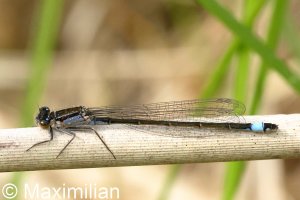 bluetail_2024_01.JPG