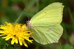 brimstone_2024_01.JPG