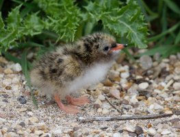 309A2884-DxO_tern_chick.jpg