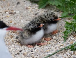 309A2881-DxO_tern+chicks_small.jpg