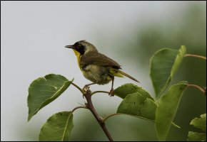 Common Yellowthroat Warbler.jpg