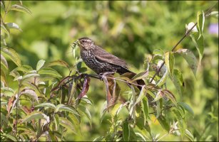 Song Sparrow with dinner.jpg