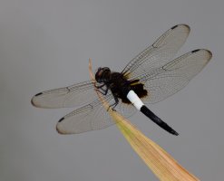 3R3A9882-DxO_Pied_Skimmer_Dragonfly.jpg