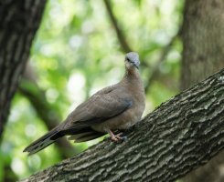 3R3A9700-DxO_Spotted_dove-ls-ts.jpeg