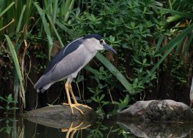 3R3A9742-DxO_Black_crowned_night_heron-te1.9x.jpeg