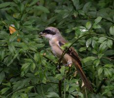 3R3A9827-DxO_longtailed_shrike-1.jpg