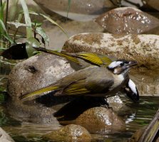 3R3A0023-DxO_Light_vented_Bulbuls_bathing.jpg