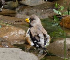 3R3A0031-DxO_Female_Chinese_Grosbeak_bathing-t2.3x.jpeg