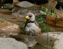3R3A0036-DxO_Female_Chinese_Grosbeak_bathing-t2x.jpeg