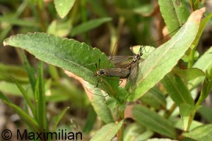 spotted_crane_fly_2024_02.JPG