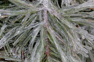 FrozenPine.jpg