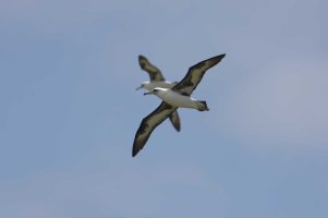 Phoebastria immutabilis - Laysan Albatross 7_DxO.jpg