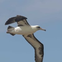 Phoebastria immutabilis - Laysan Albatross 11_DxO.jpg