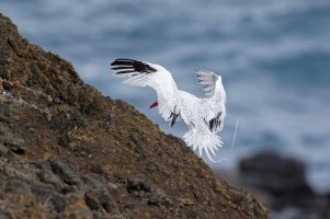 Phaethon aethereus - Red-billed Tropicbird 18_DxO.jpg