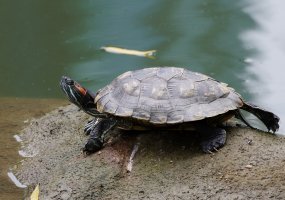 3R3A9868-DxO_Pond_slider copy.jpg 3R3A9868-DxO_Pond_slider copy.jpg