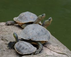 3R3A9898-DxO_Common_Thread_turtle.jpg 3R3A9898-DxO_Common_Thread_turtle.jpg