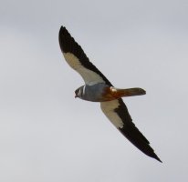 3R3A0052-DxO_Amur_falcon_flying-ls-ts.jpeg
