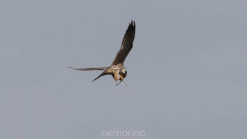 falco subbuteo.gif