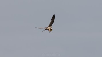 falco subbuteo_04.jpg