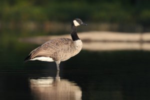 Canada Goose.jpeg
