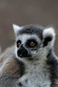 Lemur catta - Ring-tailed lemur 4_DxO.jpg