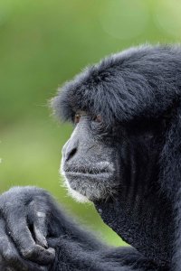 Symphalangus syndactylus -Siamang gibbon 1_DxO.jpg