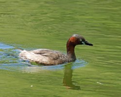 3R3A0482-DxO_Little_Grebe_Qingcheng_Park.jpg